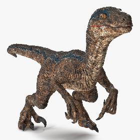 3D Velociraptor Walking Pose 3D Model